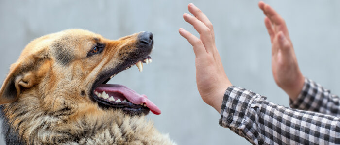 A dog attacks a man