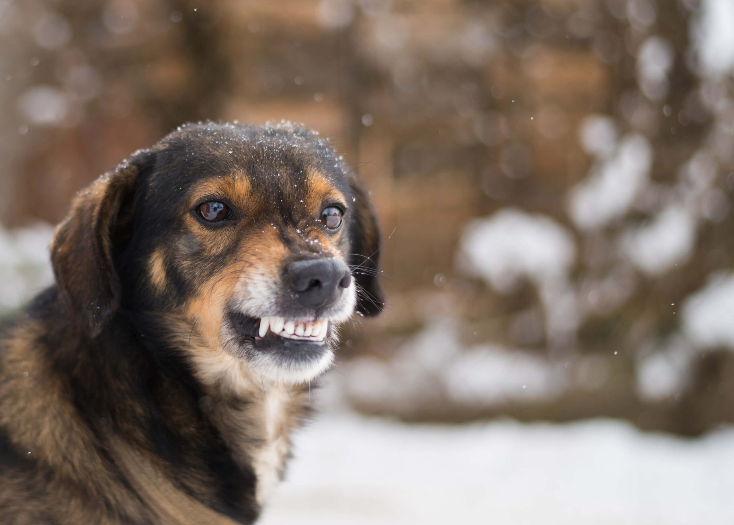 Angry dog shows teeth. Pets. Wicked aggressive dog. Angry dangerous dog protection barking attacks. "best friend" , Enraged aggressive, angry dog. Grin jaws with fangs , hungry, drool.